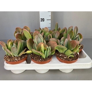 Kalanchoe oricula 11 cm
