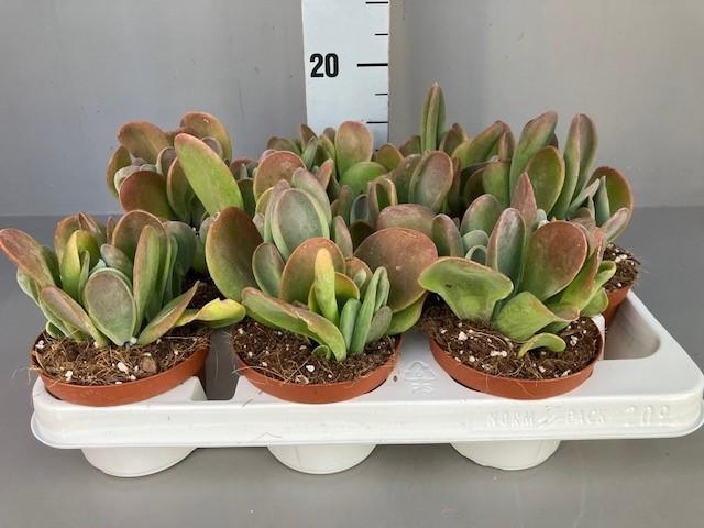 <h4>Kalanchoe oricula 11 cm</h4>