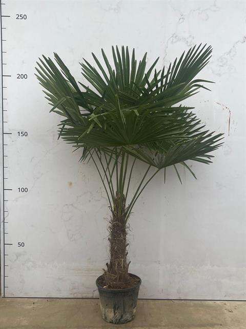 Trachycarpus fortunei 32Ø 220cm