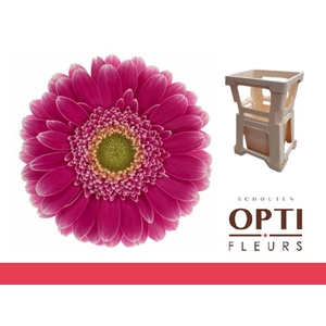 Germini Wonderwall Water