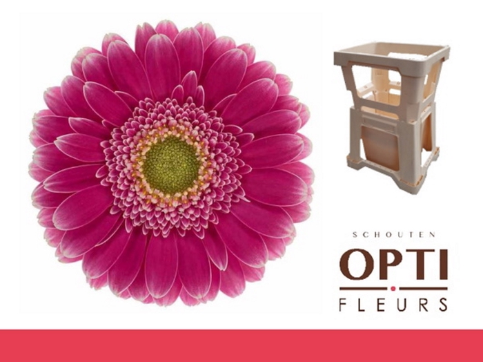 <h4>Germini Wonderwall Water</h4>