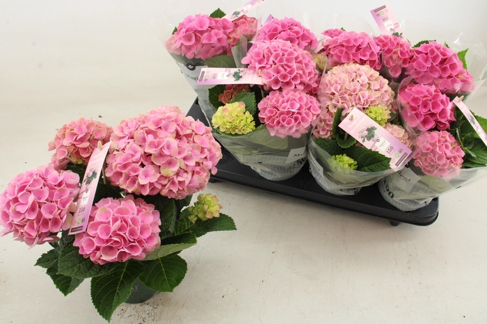 <h4>HYDR M MAG REVOLUTIO</h4>