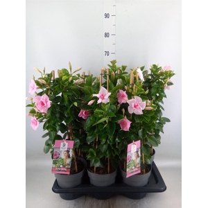 Mandevilla am. 'Sundav Db Blush Pk'