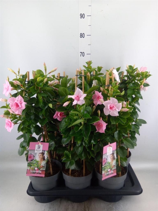<h4>Mandevilla am. 'Sundav Db Blush Pk'</h4>