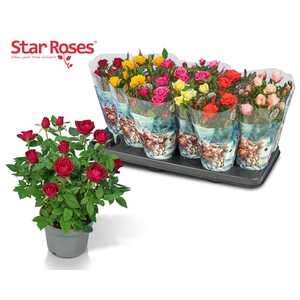 RO STAR ROSES GEM
