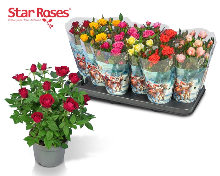 RO STAR ROSES GEM