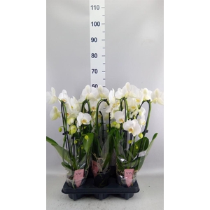 Phalaenopsis  'Ant Glasgow'