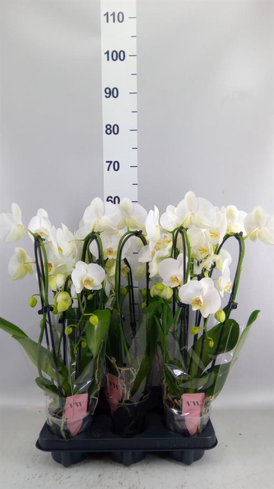 <h4>Phalaenopsis  'Ant Glasgow'</h4>