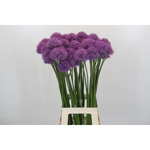 Allium Gladiator
