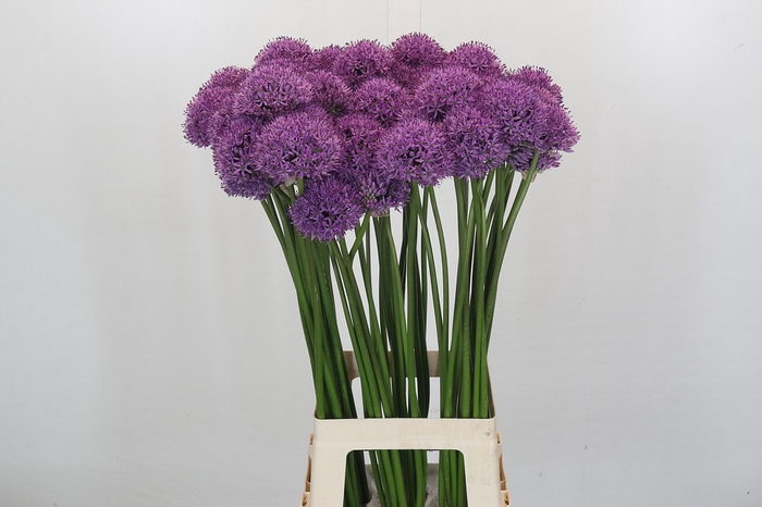 Allium Gladiator