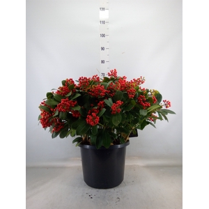 Skimmia jap. 'Beautiful'