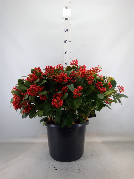<h4>Skimmia jap. 'Beautiful'</h4>