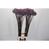 Allium Summer Drummer