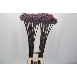 Allium Summer Drummer