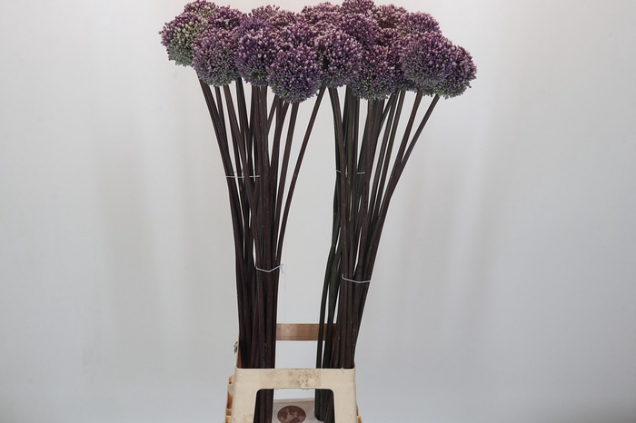 <h4>Allium Summer Drummer</h4>