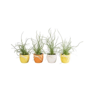 JUNCUS P6 L 65867