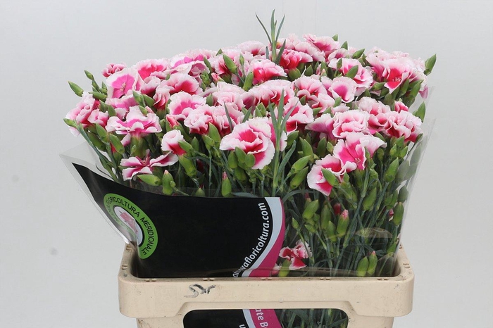Dianthus Tr Symply Cherry