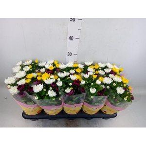 Chrysanthemum   ..mix/pot