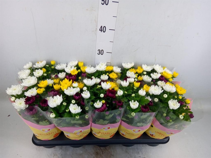 <h4>Chrysanthemum   ..mix/pot</h4>