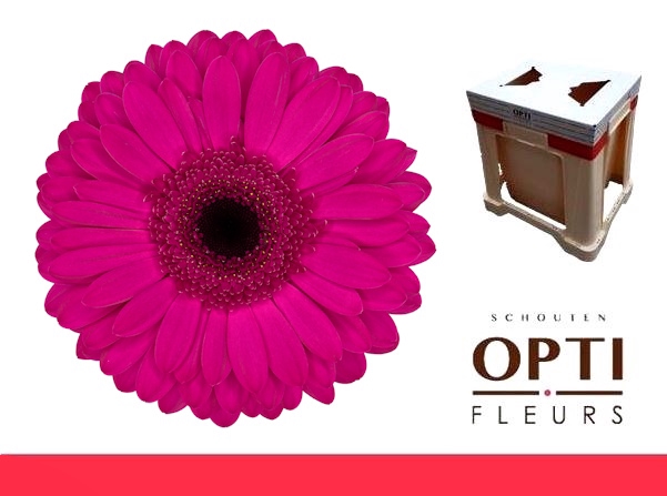 <h4>GE GR BON DIA-Water</h4>