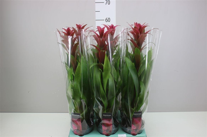 <h4>Guzmania Freya</h4>