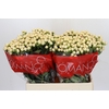 Hypericum Cool Romance