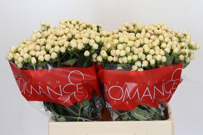 <h4>Hypericum Cool Romance</h4>