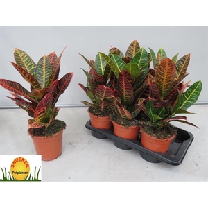 Codiaeum Petra 17Ø 50cm