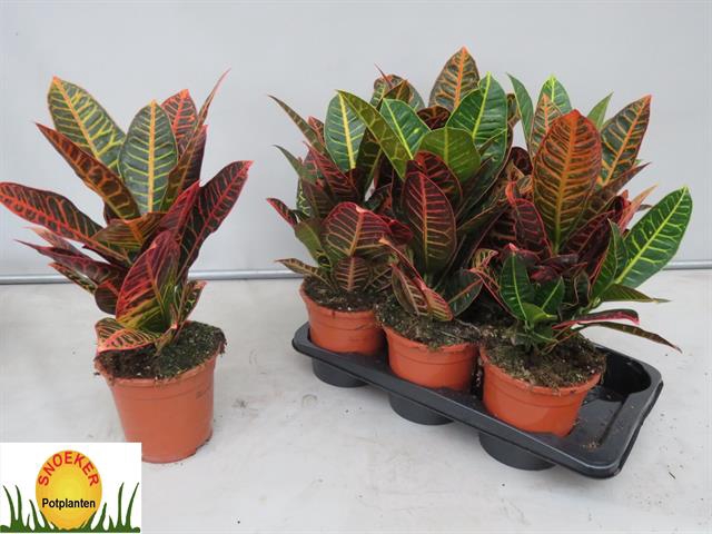 Codiaeum Petra 17Ø 50cm