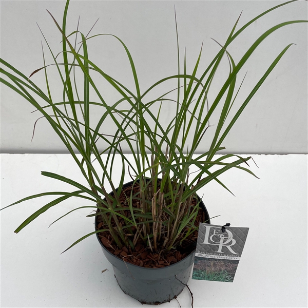 <h4>Graminées Miscanthus 'Ferner Osten'</h4>
