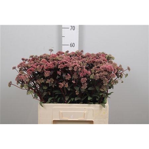 Sedum Magical Lizzy