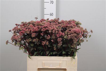 <h4>Sedum Magical Lizzy</h4>