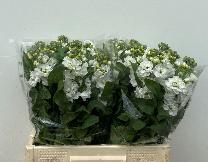 <h4>MATTH AIDA WHITE</h4>