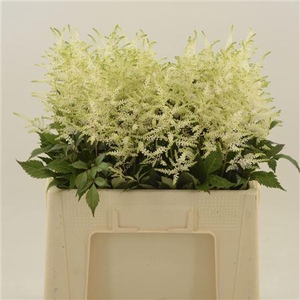 ASTIL WHASINGTHON ASTILBE WASHINGTO