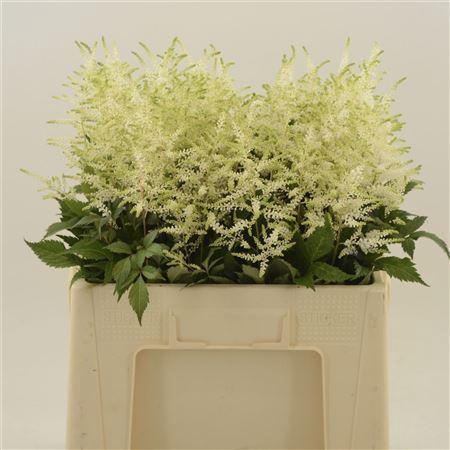 <h4>ASTIL WHASINGTHON ASTILBE WASHINGTO</h4>