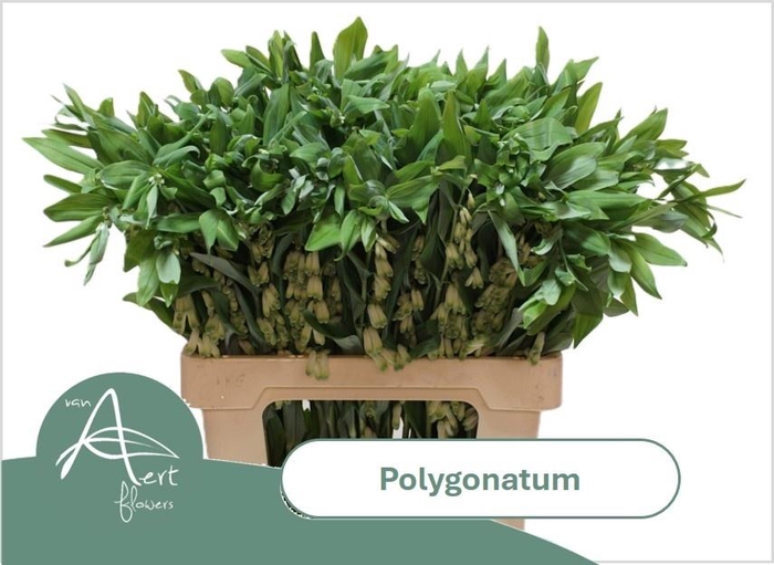 <h4>Polygonatum Multiflo</h4>