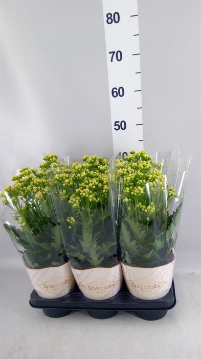 <h4>Kalanchoe  'MoreFlow Sunny Pink'</h4>