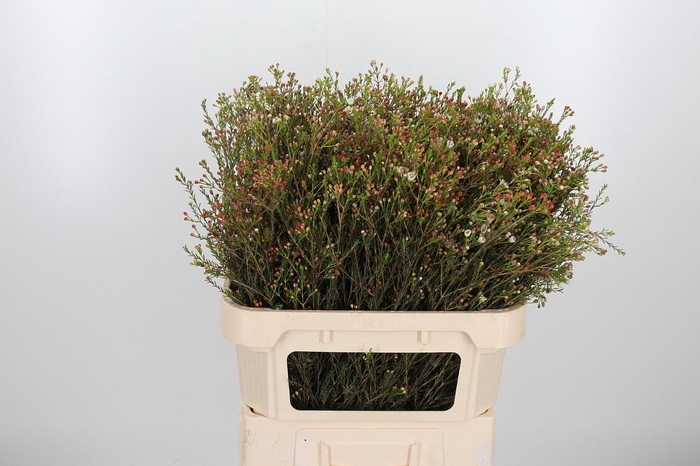 <h4>Chame Blondie Bes</h4>