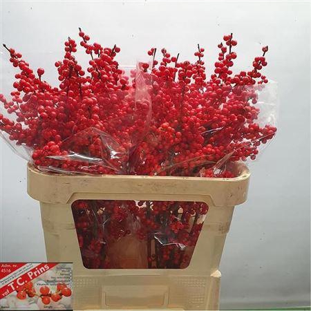 <h4>Ilex Ve Rode Bes</h4>