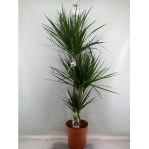 Dracaena marg.