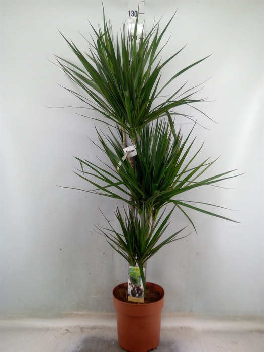 <h4>Dracaena marg.</h4>