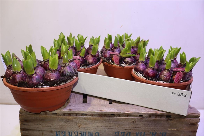 <h4>Hyacin Pink Pearl</h4>