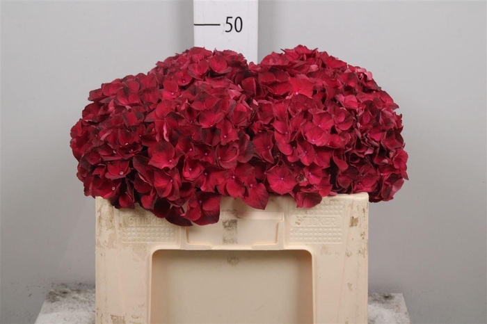 <h4>Hydr M Mag Dark Ruby</h4>
