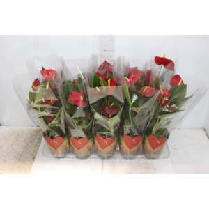 ANTHURIUM RED SUCCESS P12