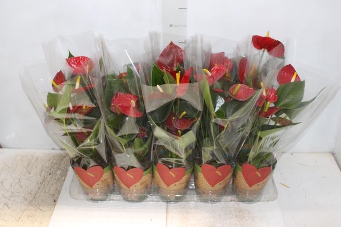 <h4>ANTHURIUM RED SUCCESS P12</h4>