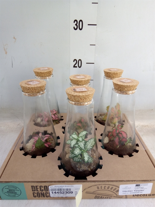 <h4>Arr.   Kamerplant Groen H%</h4>