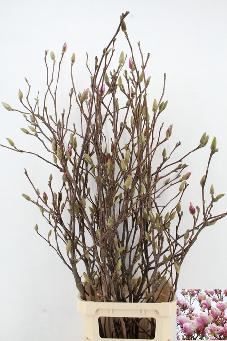 <h4>MAGNOLIA GRANDIFLORA X8</h4>