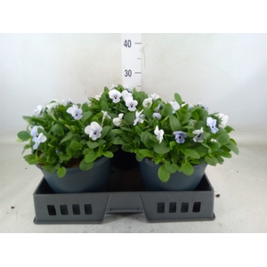 Viola corn. 'Evo Mini Marina'