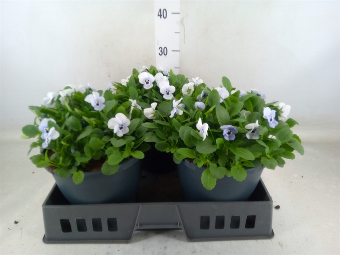 <h4>Viola corn. 'Evo Mini Marina'</h4>