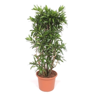 Dracaena Song of Jamaica